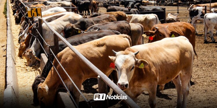 Instruyen a ganaderos de Mazatlán para tener un mejor ganado