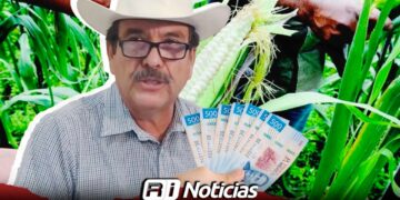 Campesinos de Sinaloa en incertidumbre por garantías del precio para el maíz nativo