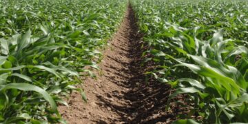 Instalan Comité Estatal para la Regulación de las Actividades de Siembra y Cosecha de Recursos Acuícolas 2026