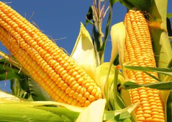 Campesinos buscarán para el 2026 precio mínimo de 7 mil 200 pesos por tonelada de maíz