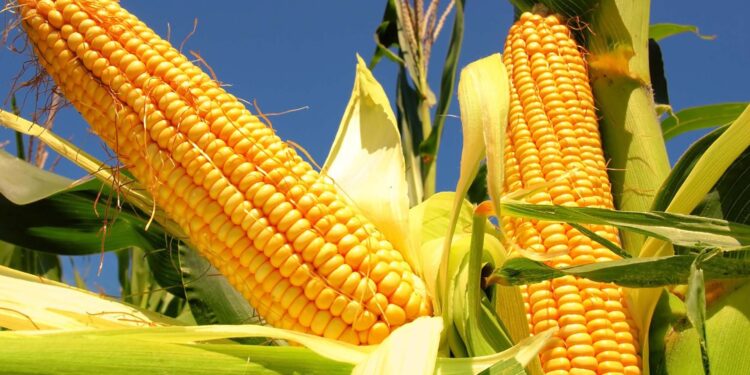 Campesinos buscarán para el 2026 precio mínimo de 7 mil 200 pesos por tonelada de maíz