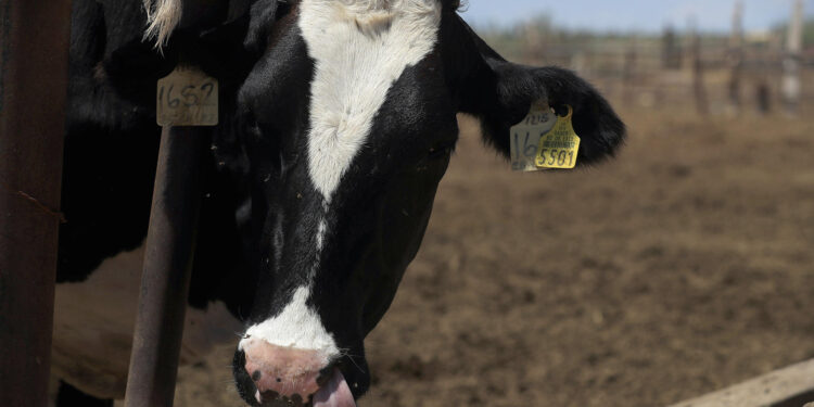 México evita dispersión de gusano barrenador con inversión de 114 millones de dólares