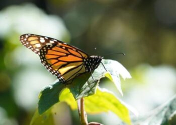 Llegan las mariposas monarca a México: Estos son los santuarios para verlas