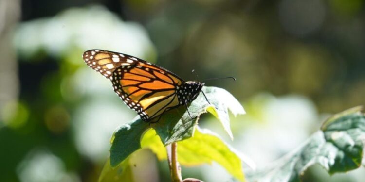Llegan las mariposas monarca a México: Estos son los santuarios para verlas