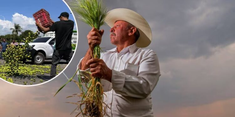 Campesinos amenazan con cierre total para el lunes “Si el gobierno no resuelve”, ¿Por qué prefieren tirar o regalar sus cosechas a aceptar los pagos de intermediarios?