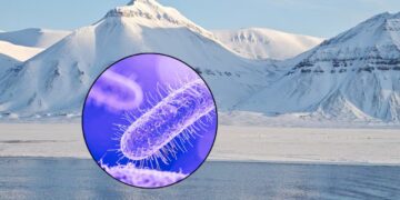 Microbios prehistóricos “Despiertan” por el deshielo en el Ártico: ¿Podrían afectar la salud humana? Esto dicen los científicos