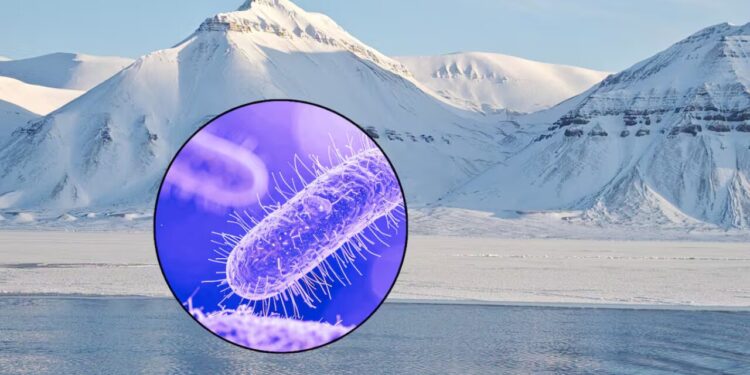 Microbios prehistóricos “Despiertan” por el deshielo en el Ártico: ¿Podrían afectar la salud humana? Esto dicen los científicos