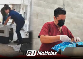 Predominan esterilizaciones de gatos en Mazatlán; 60% de los casos atendidos
