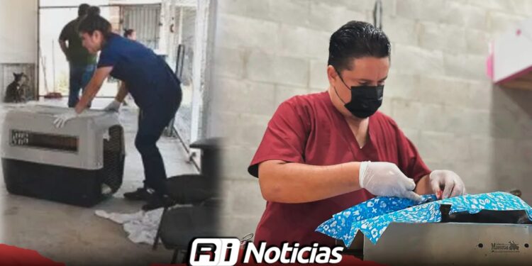 Predominan esterilizaciones de gatos en Mazatlán; 60% de los casos atendidos