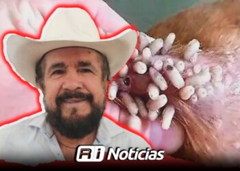 Asociación Ganadera del Estado descarta casos de Gusano Barrenador en ganado de Sinaloa