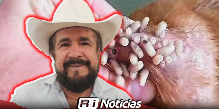 Asociación Ganadera del Estado descarta casos de Gusano Barrenador en ganado de Sinaloa