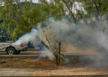 Dengue en México: Se reportan más de mil casos en una semana