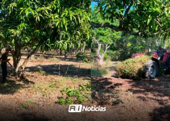 Productores de mango de Escuinapa se preparan para la temporada 2026