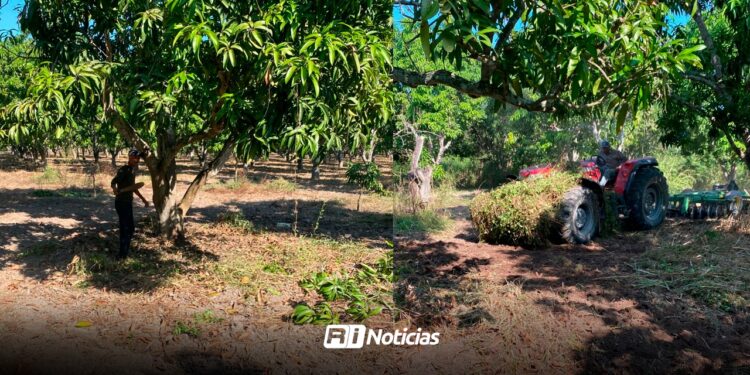 Productores de mango de Escuinapa se preparan para la temporada 2026