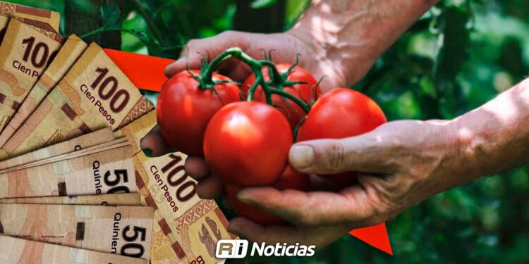 Bloqueos carreteros en Sinaloa generan pérdidas millonarias en hortalizas