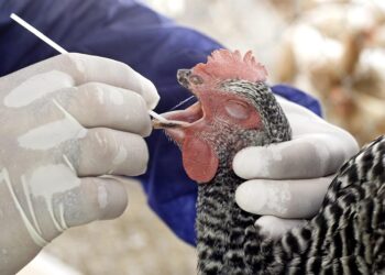 Virus de la gripe aviar resisten la fiebre, el arma humana para combatir la enfermedad