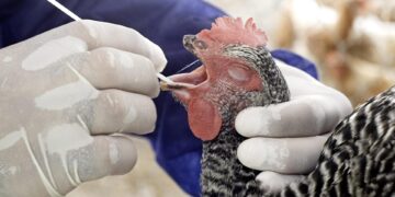 Virus de la gripe aviar resisten la fiebre, el arma humana para combatir la enfermedad
