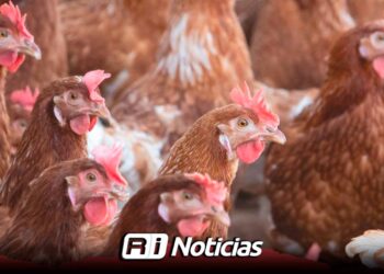 Muere primer paciente humano con gripe aviar H5N5 en EE. UU.