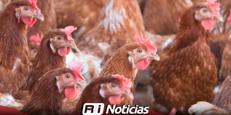 Muere primer paciente humano con gripe aviar H5N5 en EE. UU.