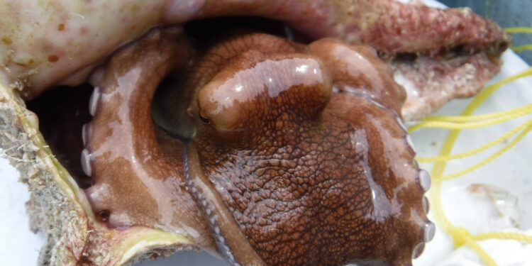 Temporada de pulpo rojo cerró con más de 25 mil toneladas capturadas