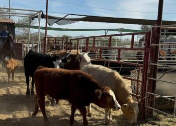 Productores en México advierten alza en precio de carne hacia 2026 por gusano barrenador y aranceles