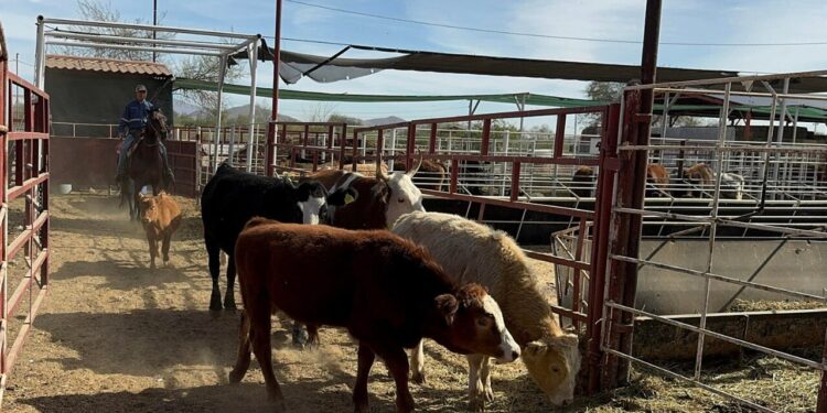 Productores en México advierten alza en precio de carne hacia 2026 por gusano barrenador y aranceles