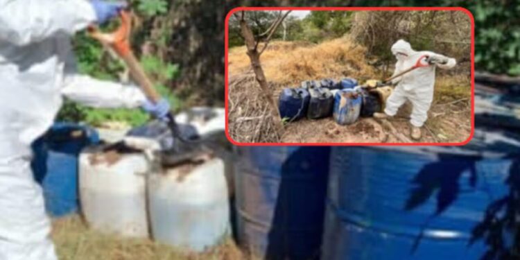 Aseguran más de 7,000 litros de químicos peligrosos en Culiacán, Cosalá y Mocorito: Fuerzas federales destruyen 6 áreas clandestinas