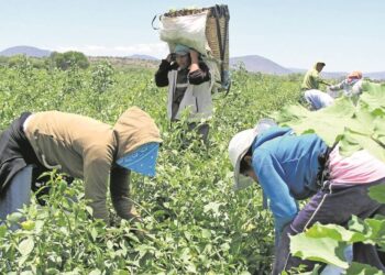 Campos agrícolas listos para recibir a familias jornaleras en el valle.