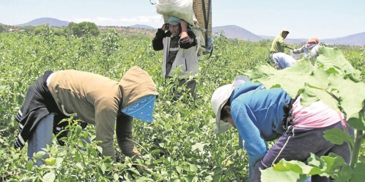 Campos agrícolas listos para recibir a familias jornaleras en el valle.