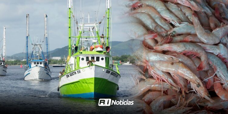 Por bajas capturas, cerca del 40% de barcos camaroneros de Mazatlán NO saldrán a una segunda ronda