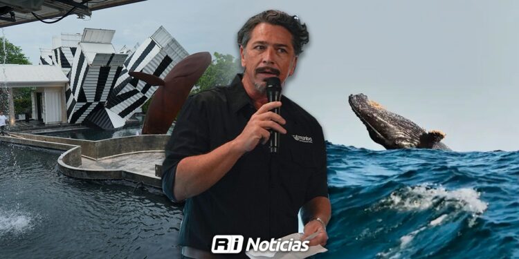 Urge regulación por parte de Semarnat para observación de ballenas en Mazatlán