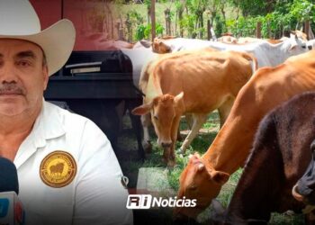Ganado de doble propósito sí ha fortalecido las cabezas locales: Asociación Ganadera