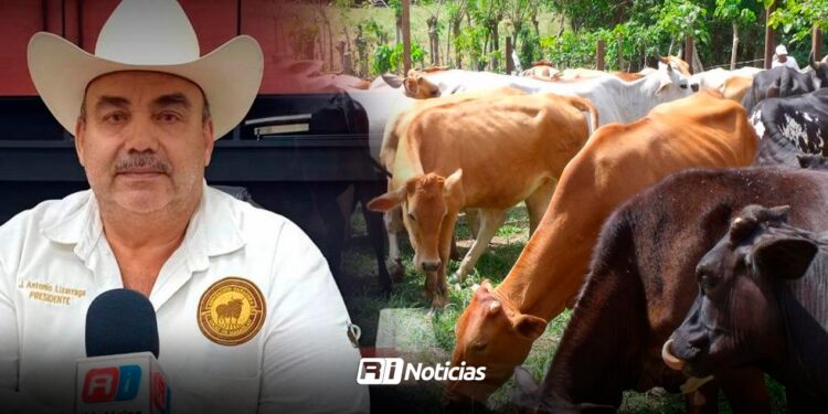 Ganado de doble propósito sí ha fortalecido las cabezas locales: Asociación Ganadera