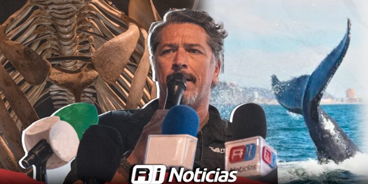 Mazatlán se prepara para recibir a las ballenas: MUNBA fomenta prácticas responsables