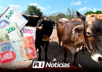 Ganaderos de Mazatlán van por 4 MDP en apoyos para 2026