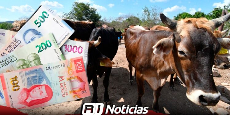 Ganaderos de Mazatlán van por 4 MDP en apoyos para 2026