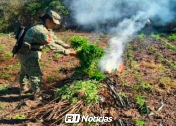 Localizan y destruyen plantío de marihuana en la zona rural de Culiacán