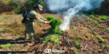 Localizan y destruyen plantío de marihuana en la zona rural de Culiacán