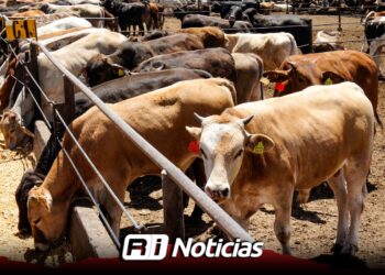 Mañana habrá Tianguis Ganadero en Mazatlán; ¿qué es y qué consiste?