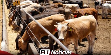 Mañana habrá Tianguis Ganadero en Mazatlán; ¿qué es y qué consiste?