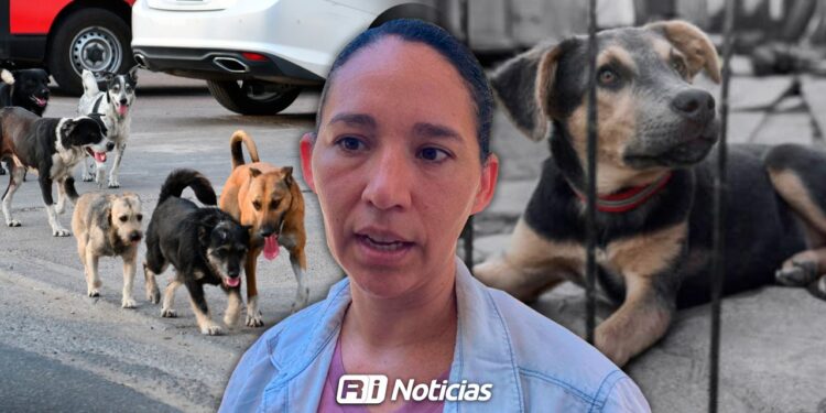 Disminuyen reportes por maltrato animal y refuerzan acciones de rescate y adopción