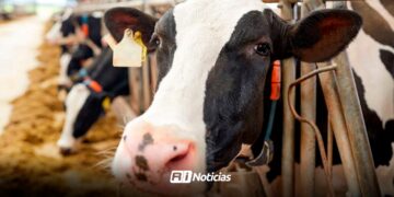 Hechos de alto impacto en Escuinapa, obligan a ganaderos modificar horarios para cuidar de animales