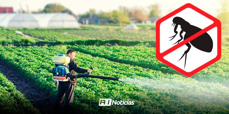 ¿Plagas, alimentos y clima ponen en “jaque” a la agricultura?