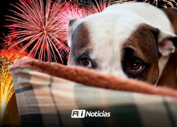 Pirotecnia en Mazatlán: Mascotas sufren las consecuencias de los festejos decembrinos