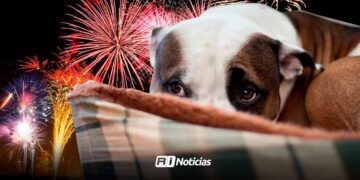 Pirotecnia en Mazatlán: Mascotas sufren las consecuencias de los festejos decembrinos