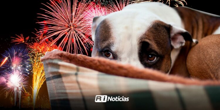 Pirotecnia en Mazatlán: Mascotas sufren las consecuencias de los festejos decembrinos