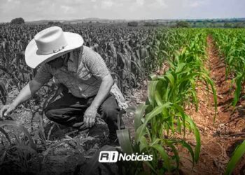 Campo sinaloense en crisis: 2025, uno de los años más difíciles por sequía, bajos precios y recortes productivos