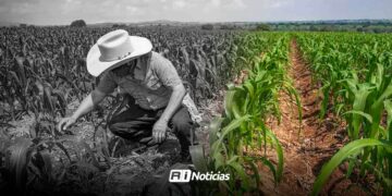 Campo sinaloense en crisis: 2025, uno de los años más difíciles por sequía, bajos precios y recortes productivos