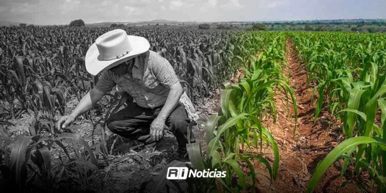 Campo sinaloense en crisis: 2025, uno de los años más difíciles por sequía, bajos precios y recortes productivos