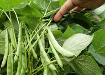 Productores de frijol en Sinaloa temen no recuperar costos por falta de garantías de compra